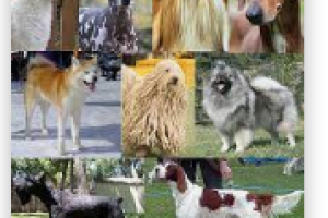 Mascotas Sin datos  Mascotas